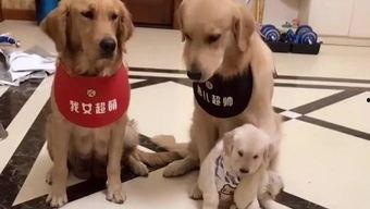 娱乐吃瓜酱送小狗视频大全,萌宠小狗视频大全,萌化你的心!